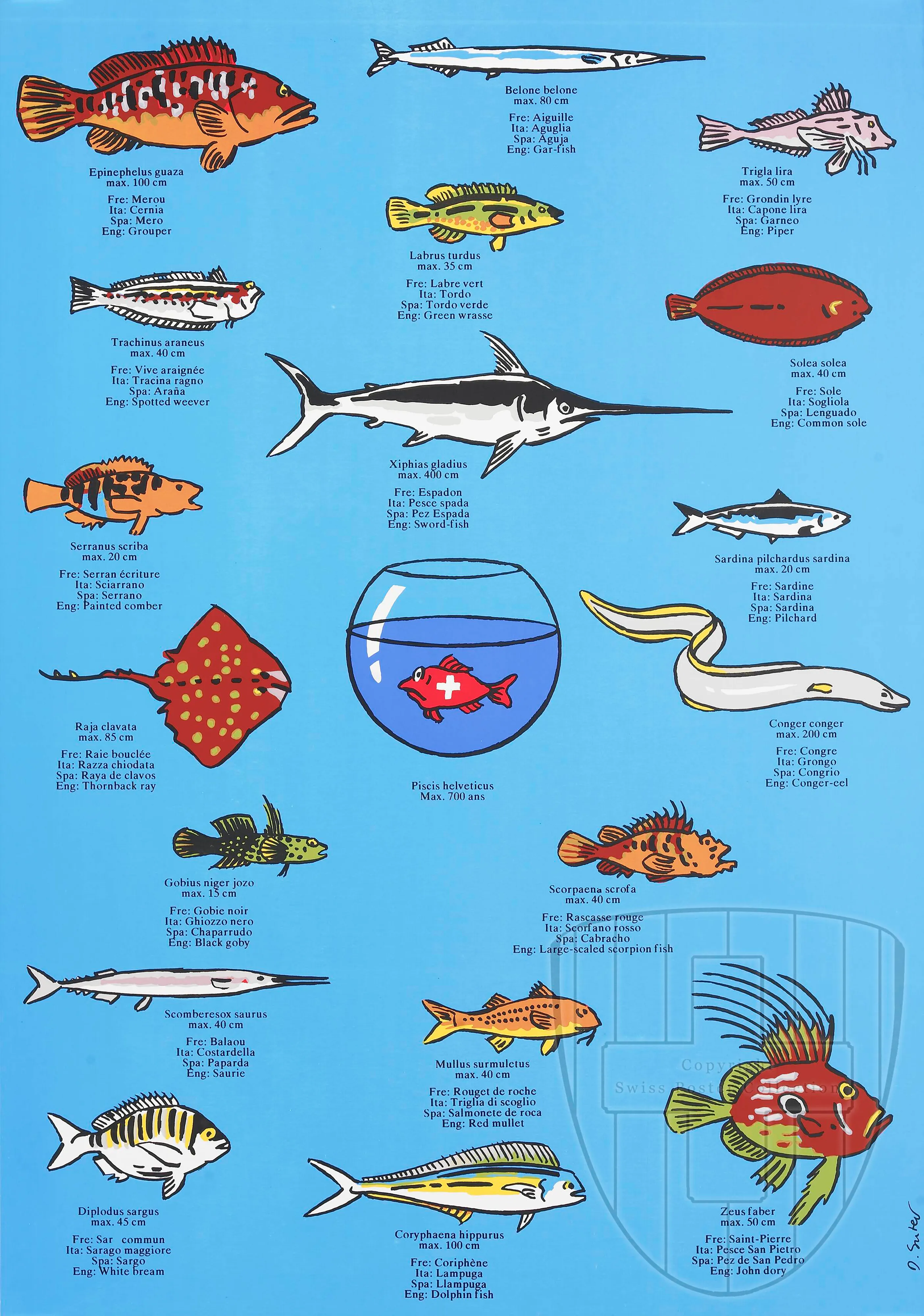 Epinephelus guaza Piscis helveticus max. 700 ans