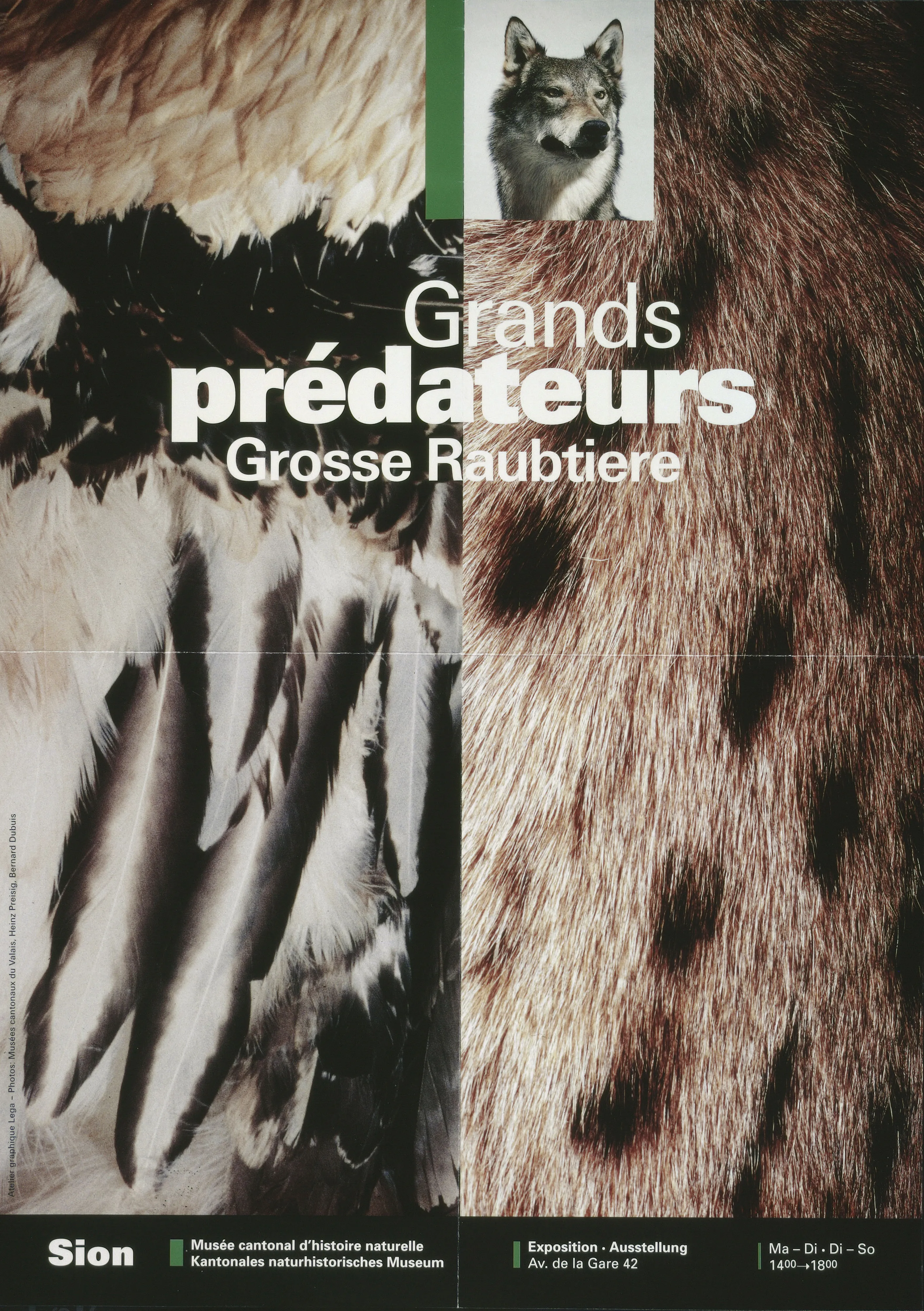 Grands prédateurs. Grosse Raubtiere